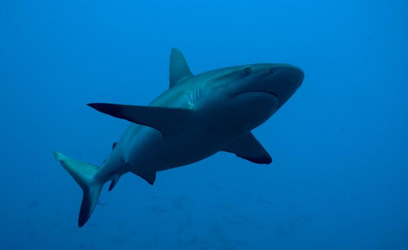 PF Fakarava_passesudentrant_082009_05.jpg